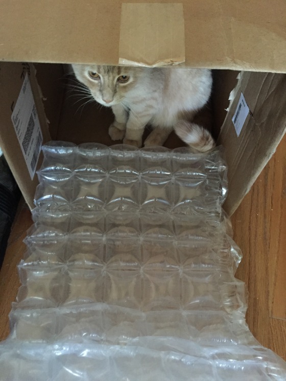 cat-inhabited box fort